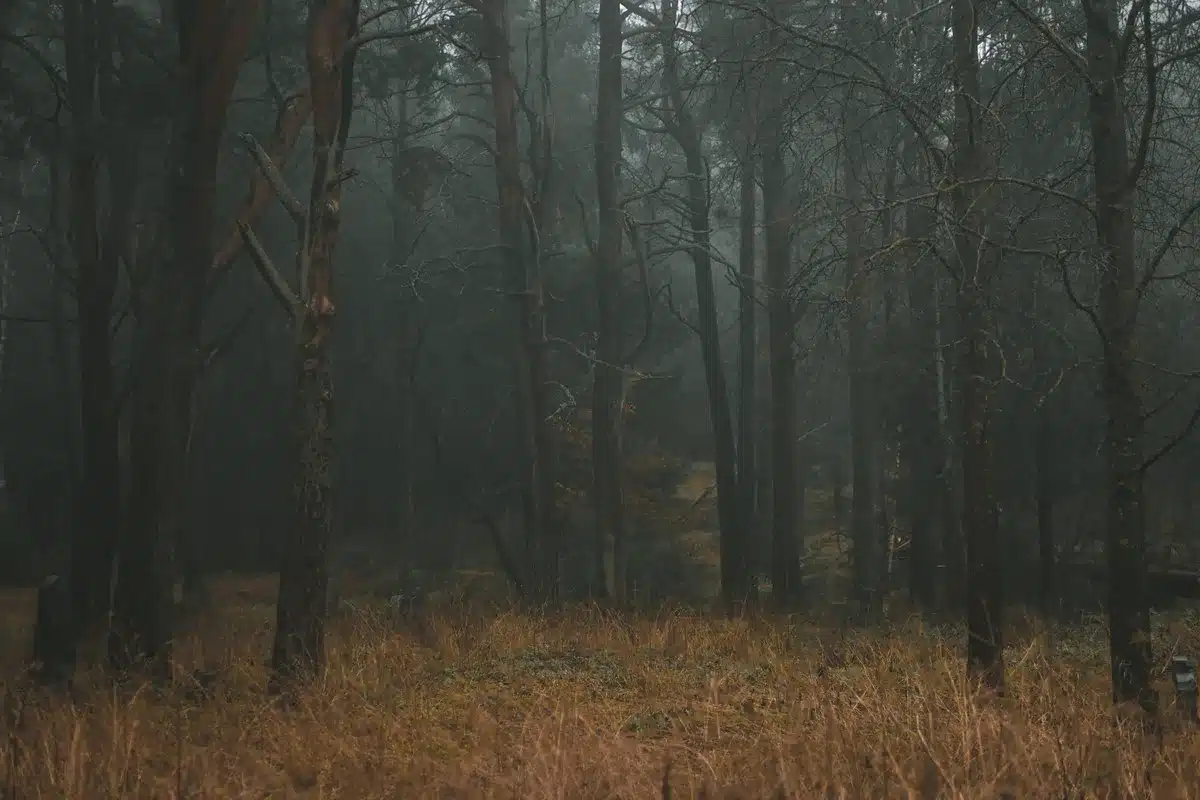 Foresta autunnale avvolta dalla nebbia con toni scuri e freddi, paesaggio desolato e cupo