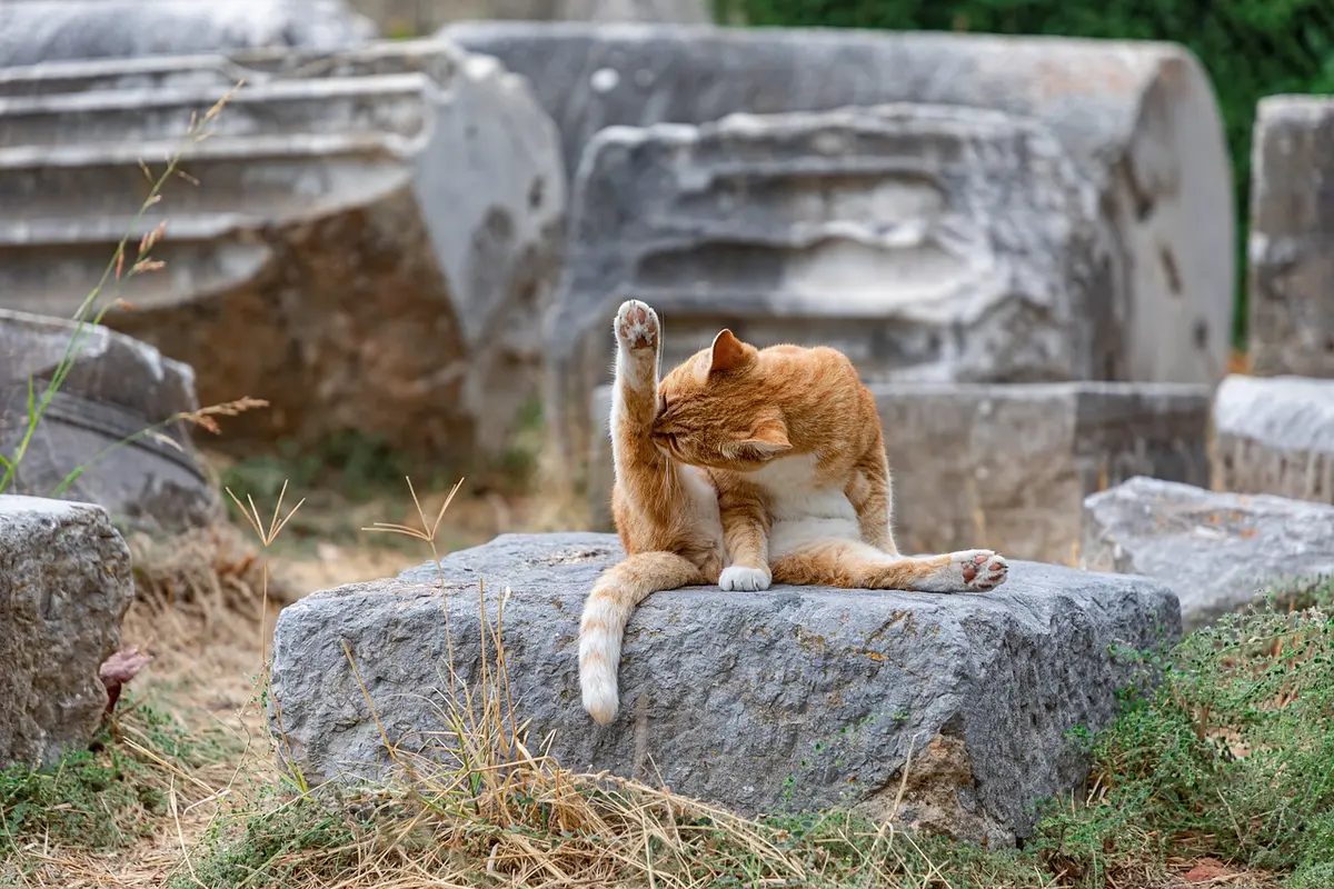 Spazzola motorizzata che rimuove peli di animali da tessuto