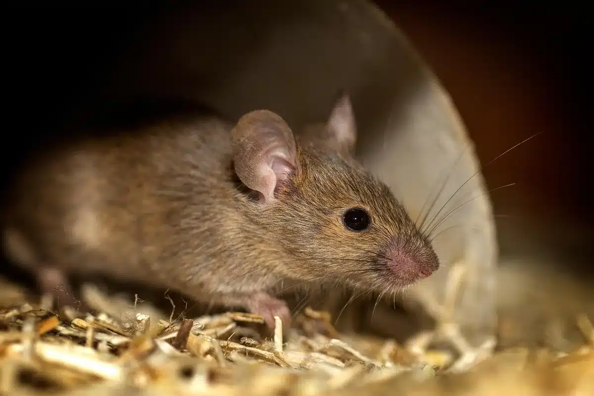 Primo piano di un mouse verticale con porta USB-C e impugnatura inclinata